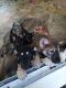 German Shepherd Puppies for sale in Conroe, TX, USA. price: $100