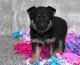 German Shepherd Puppies for sale in Orlando, FL, USA. price: $700