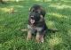 German Shepherd Puppies For Sale | Orlando, FL #496675