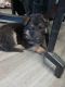 German Shepherd Puppies for sale in Mineral Wells, MS 38654, USA. price: $500