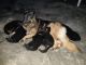 German Shepherd Puppies for sale in Avasomavaram, Andhra Pradesh 531011, India. price: 20000 INR