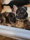 German Shepherd Puppies for sale in Lynnwood, WA 98036, USA. price: $700