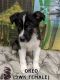 German Shepherd Puppies for sale in San Jose, CA, USA. price: $350