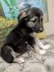 German Shepherd Puppies for sale in San Jose, CA, USA. price: $350