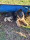 German Shepherd Puppies for sale in Blum, TX 76627, USA. price: NA