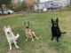 German Shepherd Puppies for sale in Mansfield, OH, USA. price: $900