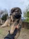 German Shepherd Puppies for sale in Sacramento, CA, USA. price: $350