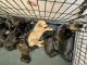 German Shepherd Puppies for sale in Newport News, VA, USA. price: $600