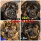 German Shepherd Puppies for sale in Howell, MI, USA. price: $2,500