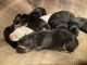 German Shepherd Puppies for sale in Mount Vernon, WA, USA. price: $400