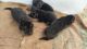 German Shepherd Puppies for sale in Babatpur, Uttar Pradesh, India. price: 14000 INR