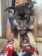 German Shepherd Puppies for sale in Macon, GA, USA. price: NA