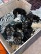 German Shepherd Puppies for sale in Zeeland, MI 49464, USA. price: $600