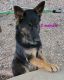 German Shepherd Puppies for sale in Mineral, VA 23117, USA. price: $500