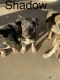 German Shepherd Puppies for sale in Surprise, AZ, USA. price: NA