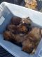 German Shepherd Puppies for sale in Cleveland, TX, USA. price: $50