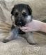 German Shepherd Puppies for sale in Galion, OH 44833, USA. price: $650
