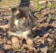 German Shepherd Puppies for sale in Taylors, SC 29687, USA. price: $500