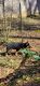 German Shepherd Puppies for sale in Pensacola, FL, USA. price: $650