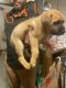 German Shepherd Puppies for sale in Spartanburg, SC, USA. price: $200