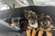 German Shepherd Puppies for sale in Florida St, San Francisco, CA, USA. price: NA