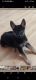 German Shepherd Puppies for sale in Greencastle, IN 46135, USA. price: $600
