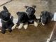 German Shepherd Puppies for sale in Phoenix, AZ, USA. price: $300