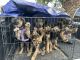 German Shepherd Puppies for sale in Ventura, CA, USA. price: $300