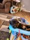 German Shepherd Puppies for sale in Fulton, MO 65251, USA. price: NA