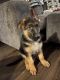 German Shepherd Puppies for sale in Suffolk, VA 23434, USA. price: NA