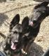 German Shepherd Puppies for sale in Valley Springs, CA 95252, USA. price: $600