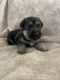 German Shepherd Puppies for sale in Galion, OH 44833, USA. price: $650