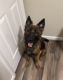 German Shepherd Puppies for sale in Angier, NC 27501, USA. price: NA