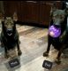 German Shepherd Puppies for sale in Tahlequah, OK 74464, USA. price: NA