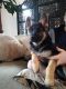 German Shepherd Puppies for sale in Grants Pass, OR, USA. price: $250