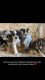 German Shepherd Puppies for sale in Inkster, MI 48141, USA. price: $900