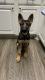 German Shepherd Puppies for sale in Placentia, CA 92870, USA. price: $500
