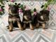 German Shepherd Puppies for sale in Quincy, MI 49082, USA. price: $450