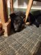 German Shepherd Puppies for sale in Mt Gilead, OH 43338, USA. price: NA