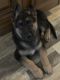 German Shepherd Puppies for sale in Valley View, TX, USA. price: $400