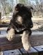 German Shepherd Puppies for sale in Valley Springs, CA 95252, USA. price: $300