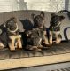 German Shepherd Puppies for sale in Pataskala, OH 43062, USA. price: NA