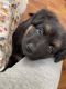 German Shepherd Puppies for sale in St. Louis, MO, USA. price: $450
