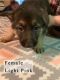 German Shepherd Puppies for sale in Custar, OH 43511, USA. price: NA