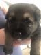 German Shepherd Puppies for sale in Baxley, GA 31513, USA. price: $800