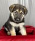 German Shepherd Puppies for sale in Grass Valley, CA, USA. price: NA