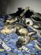 German Shepherd Puppies for sale in Las Vegas, NV, USA. price: $400