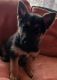 German Shepherd Puppies for sale in Guysville, OH, USA. price: NA