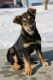 German Shepherd Puppies for sale in Waterloo, ON, Canada. price: NA