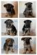 German Shepherd Puppies for sale in Oskaloosa, IA 52577, USA. price: NA